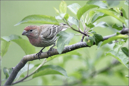 I Really Like Our House Finches