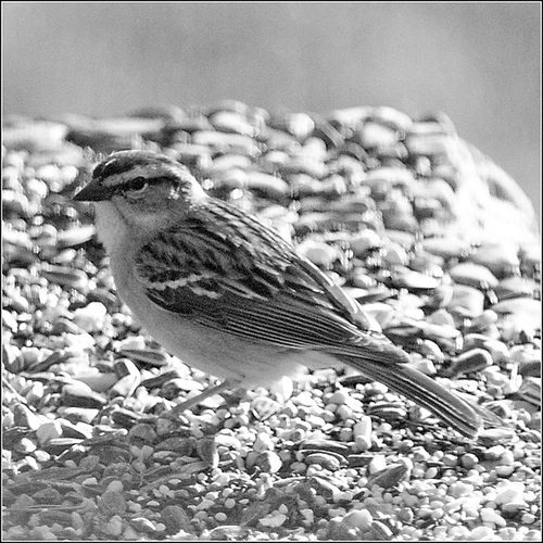 A Chipping Sparrow on our Pedestal Feeder