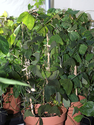Passiflora biflora