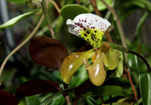 Paphiopedilum boliviana  (2)