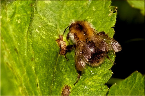 Biene auf Blatt (3)