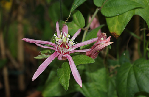 Passiflora sanguinolenta (3)