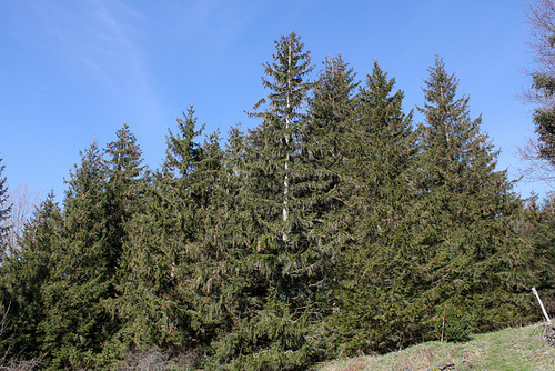 Picea abies - côté ouest