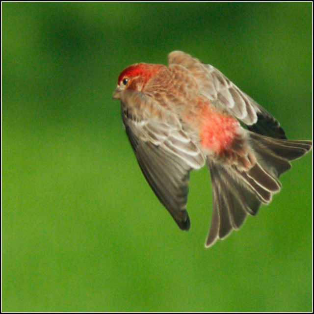 House Finch Prepares to Land