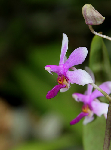 Phalaenopsis 'Anna-Larati Soekardi' x wilsonii
