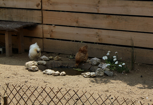 Le Jardin des Poules-Le coin des poules (3)
