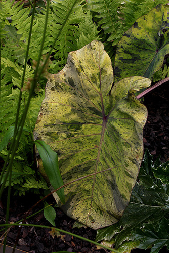 Le jardin déchêné-Colocasia esculenta 'Mojito') (3)