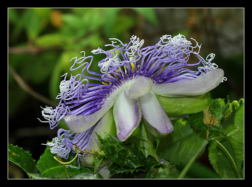Passiflora 'Byron Beauty' (2)