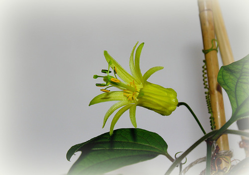 Passiflora citrina (2)