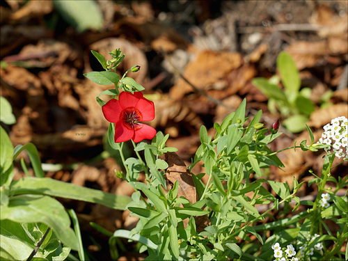 petite fleure rouge (totale)