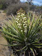 Yucca Bloom (4587)