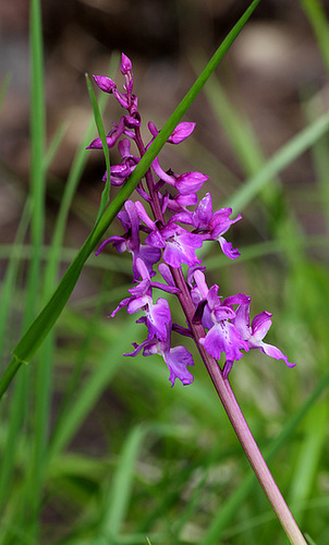 Orchis mascula - Orchis mâle (7)