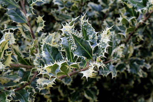 Ilex aquifolium 'ferox argentea'