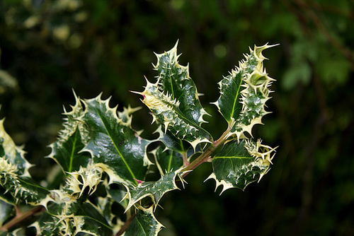 Ilex aquifolium 'ferox aurea'