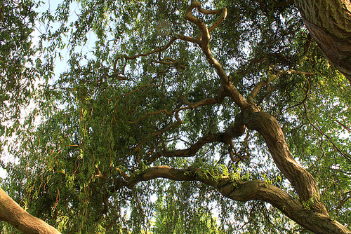 Salix erythroflexuosa