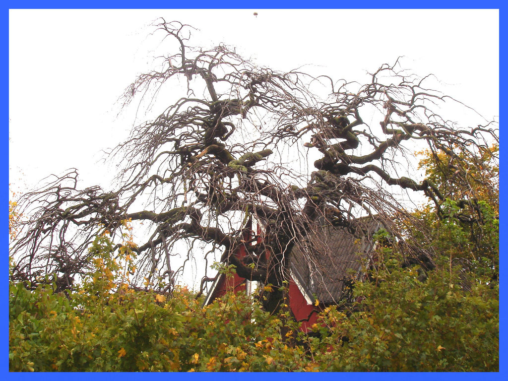 Arbre maléfique- Evil Swedish tree- Båstad, Sweden / Suède.  1er novembre 2008