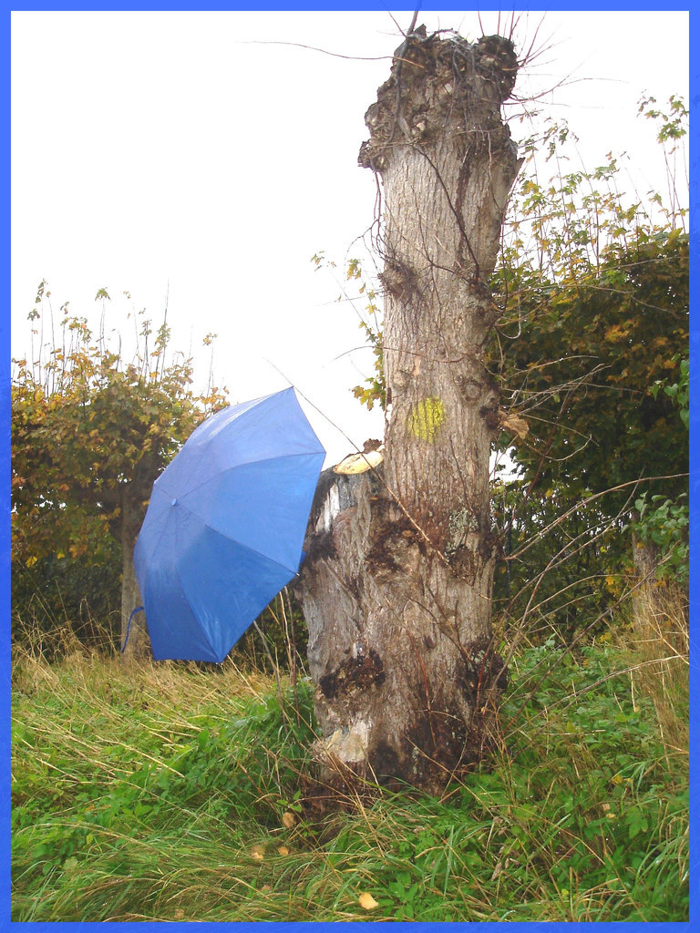 Arbre trapu et ombrelle bleue / Squat tree and blue parasol - Båstad / Sweden - Suède.  1er novembre 2008