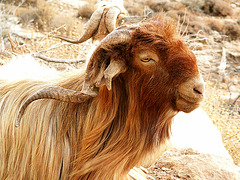 Goat 2