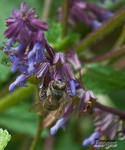 bee purple crop